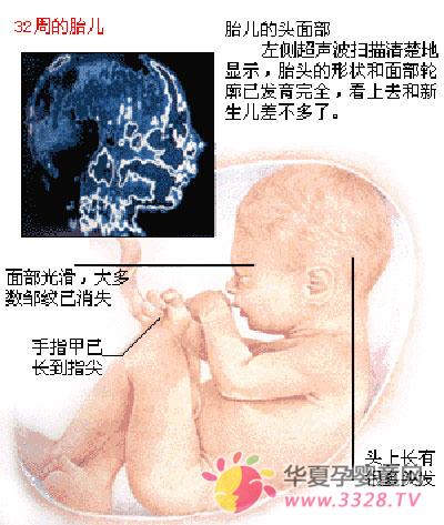 孕期8个月胎儿的发育状况与成长大小