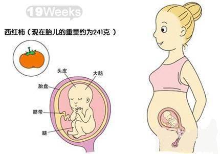 五个月宝宝在肚子中的位置及其发展特点