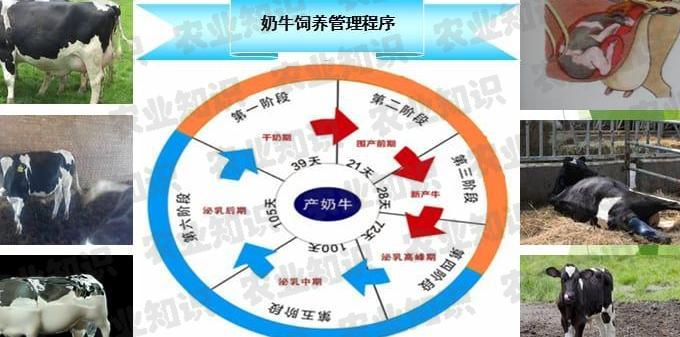 牛的生产周期与繁殖周期，探究牛几个月下犊的奥秘