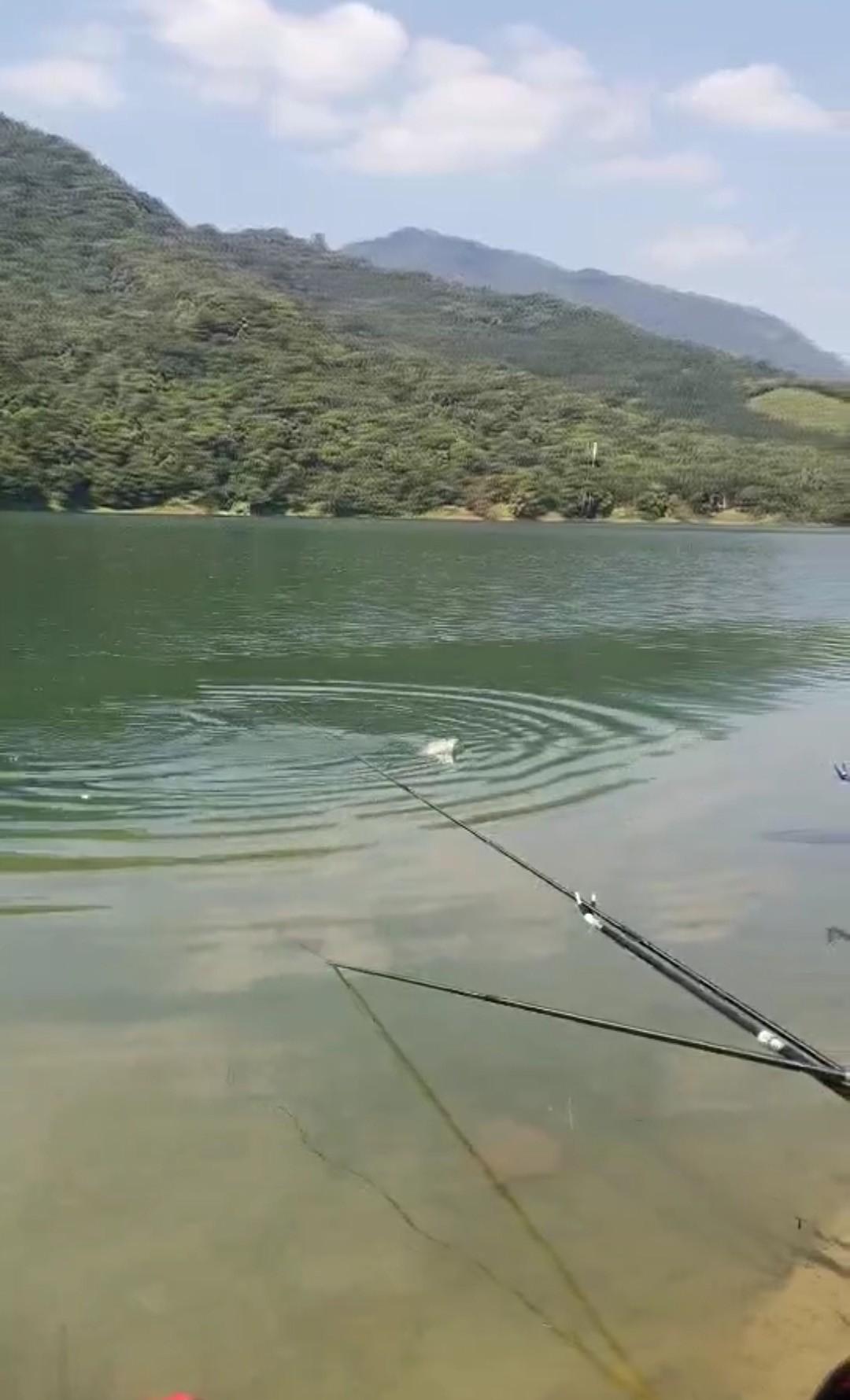 广东省水库钓鱼视频最新动态，探索垂钓乐趣与生态保护之间的平衡